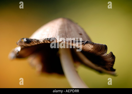 Inkcap - champignons communs Coprinus atramentarius Banque D'Images