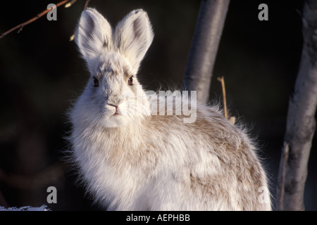 Le lièvre Lepus americanus changer dans ses couleurs d'été côté sud de la chaîne de Brooks en Alaska Banque D'Images