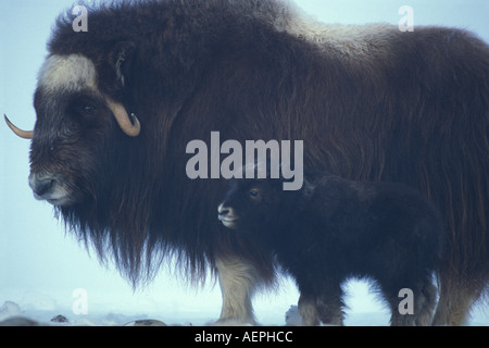 Le bœuf musqué Ovibos moschatus vache avec le versant nord du nouveau-né de la chaîne de Brooks de la plaine côtière de l'Alaska arctique central Banque D'Images