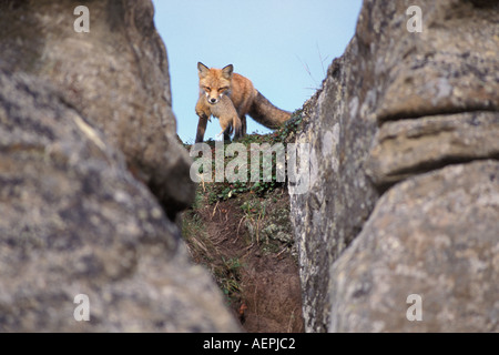 Le renard roux Vulpes vulpes avec spermophile Spermophilus Citellus undulatus proie le long de la route de l'Alaska North Slope Banque D'Images