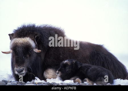 Le bœuf musqué Ovibos moschatus vache avec le versant nord du nouveau-né de la chaîne de Brooks de la plaine côtière de l'Alaska arctique central Banque D'Images