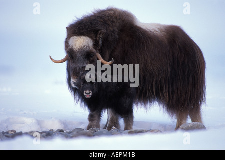 Le bœuf musqué Ovibos moschatus vache avec le versant nord du nouveau-né de la chaîne de Brooks de la plaine côtière de l'Alaska arctique central Banque D'Images