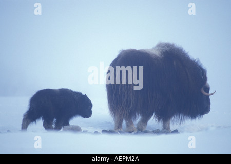 Le bœuf musqué Ovibos moschatus vache avec le versant nord du nouveau-né de la chaîne de Brooks de la plaine côtière de l'Alaska arctique central Banque D'Images