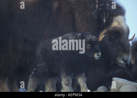 Le bœuf musqué Ovibos moschatus vache avec le versant nord du nouveau-né de la chaîne de Brooks de la plaine côtière de l'Alaska arctique central Banque D'Images