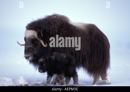 Le bœuf musqué Ovibos moschatus vache avec le versant nord du nouveau-né de la chaîne de Brooks de la plaine côtière de l'Alaska arctique central Banque D'Images