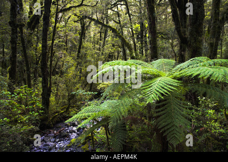 Ponga Fern arbres poussant dans la forêt, Fiordland Milford Sound, Nouvelle Zélande Banque D'Images