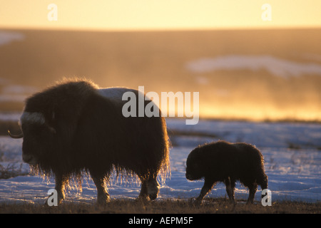 Le bœuf musqué Ovibos moschatus vache et son veau Versant Nord de la chaîne de Brooks de la plaine côtière de l'Alaska arctique central Banque D'Images