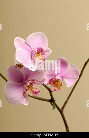 Fleurs Orchidée papillon rose Banque D'Images