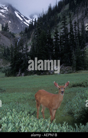 Cerf de Virginie Odocoileus hemionus noir fauve dans le parc national Olympic Olympic Peninsula Washington Banque D'Images