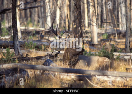 Le Wapiti Cervus elaphus bull siège comme il bugles dans une section du parc national de Yellowstone au Montana Banque D'Images