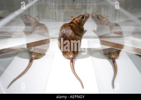 Rat de laboratoire en psychologie expérimenter labyrinthe de verre dans un laboratoire scientifique Banque D'Images