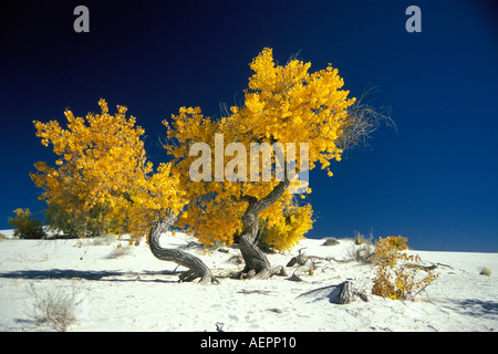 Le peuplier Populus deltoides en couleurs d'automne dans la région de White Sands National Monument Nouveau Mexique Banque D'Images