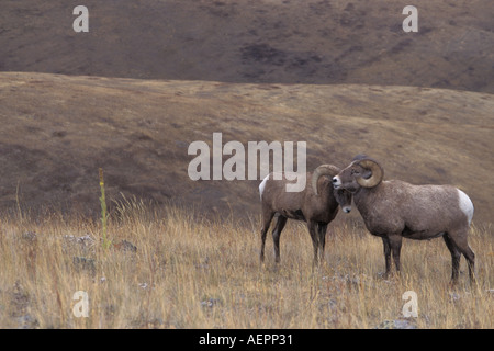 Montagne mouflon Ovis canadensis paire de béliers se tiennent sur une colline dans le National Bison Range Montana Banque D'Images