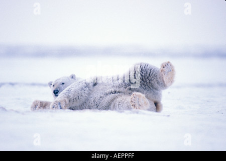 Ours blanc Ursus maritimus rouler sur la banquise de la plaine côtière 1002 surgelés Arctic National Wildlife Refuge en Alaska Banque D'Images
