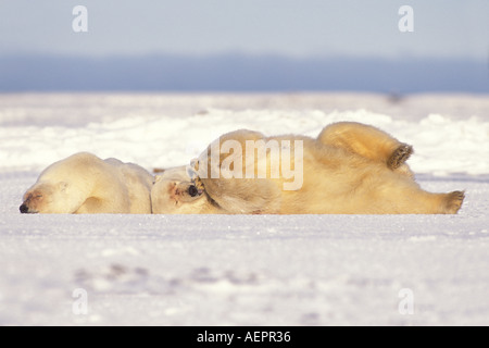 Ours blanc Ursus maritimus semer avec cub dormir sur la banquise de la plaine côtière 1002 Arctic National Wildlife Refuge en Alaska Banque D'Images