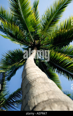 Une noix de coco palm tree against a blue sky l'après-midi à Mombasa au Kenya Banque D'Images