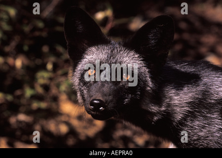 Le renard roux Vulpes vulpes phase d'argent dans le sud-est de l'Alaska du nord des montagnes Takshanuk Banque D'Images