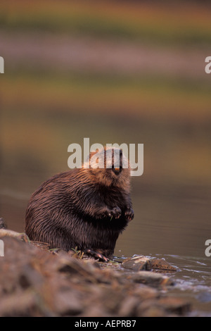 Le Castor Castor canadensis se nettoie le long de la rive d'un étang électrique dans l'intérieur du parc national de Denali en Alaska Banque D'Images