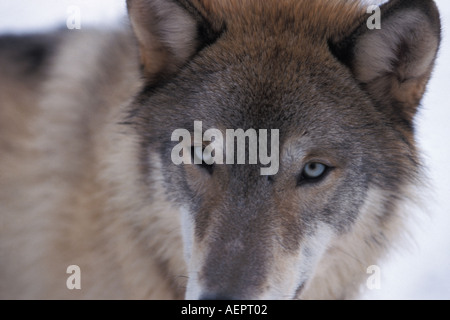 Loup gris Canis lupus dans les contreforts des montagnes Takshanuk la sud-est de l'Alaska du nord Banque D'Images