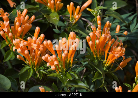 Détail de vigne trompette Orange Fleurs Banque D'Images