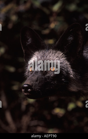 Le renard roux Vulpes vulpes phase d'argent dans le sud-est de l'Alaska du nord des montagnes Takshanuk Banque D'Images