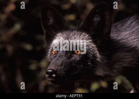 Le renard roux Vulpes vulpes phase d'argent dans le sud-est de l'Alaska du nord des montagnes Takshanuk Banque D'Images