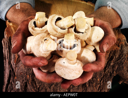 MAN HOLDING CHAMPIGNONS Banque D'Images