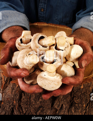 MAN HOLDING CHAMPIGNONS Banque D'Images