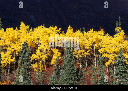 Arbres en couleurs d'automne le long de la route de l'Alaska intérieur Dalton Banque D'Images