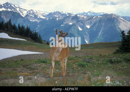 Cerf de Virginie Odocoileus heimonus noir buck avec en arrière-plan Plage Olympique Olympic National Park Washington Banque D'Images