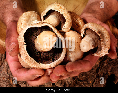 FARMER MAN HOLDING CHAMPIGNONS CHÂTAIGNE Banque D'Images