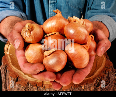 FARMER MAN HOLDING D'échalotes Banque D'Images