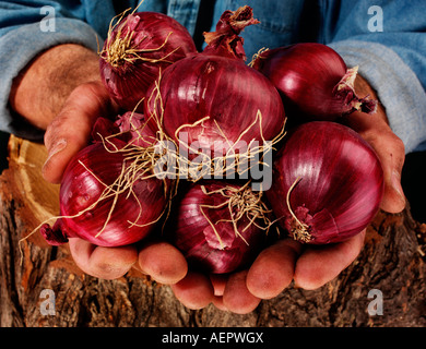 FARMER MAN HOLDING OIGNONS ROUGES Banque D'Images