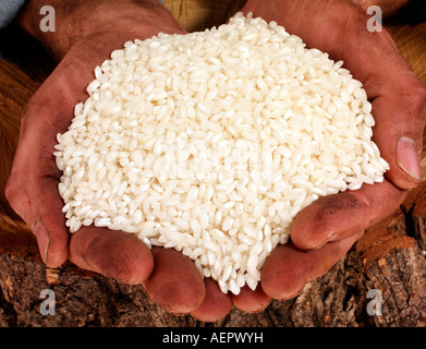 MAN HOLDING GRAINS SAGOU Banque D'Images