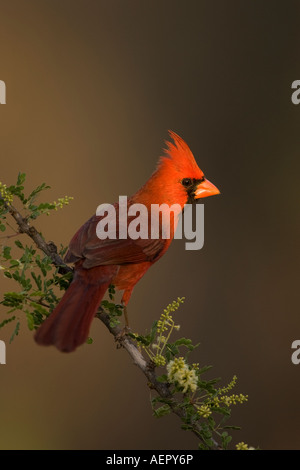 Cardinal rouge Homme Banque D'Images