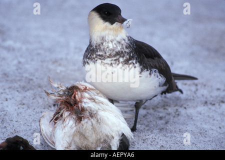Labbe pomarin Stercorarius pomarinus manger un lagopède alpin Lagopus mutus 1002 ANWR la plaine côtière de l'Alaska Banque D'Images
