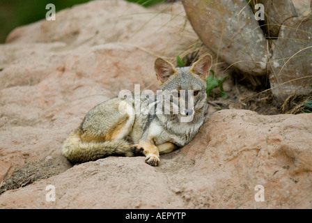 Renard du désert péruvien ou SECHURAN sechurae Pseudalopex FOX, également connu sous le nom de Dusicyon et Lycalopex. Banque D'Images