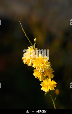 Japonica Pleniflora Vexille. Banque D'Images