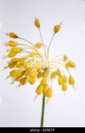 Oignon jaune - Allium flavum flowerhead Banque D'Images