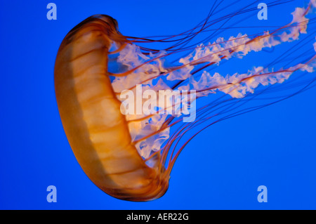 Chrysaora fuscescens ortie de mer à l'Aquarium de la baie de Monterey Monterey Californie Banque D'Images