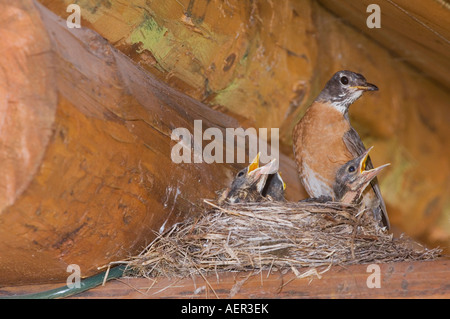 Merle d'Amérique Turdus migratorius femelle avec les jeunes sur son nid à Log Cabin le Glacier National Park du Montana USA Juillet 2007 Banque D'Images