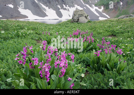 Lac clair avec des fleurs sauvages dans la prairie alpine Parry s Primrose Primula parryi Marsh Marigold Ouray Colorado États-unis montagnes San Juan Banque D'Images