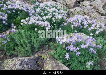 Fleurs sauvages entre les blocs de roche Blue Columbine Aquilegia coerulea Ledge Stonecrop Ouray Colorado USA San Juan Banque D'Images