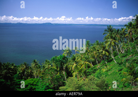 Coco palmtree grove près du village de Samana République Dominicaine archipel des Grandes antilles caraïbes Banque D'Images