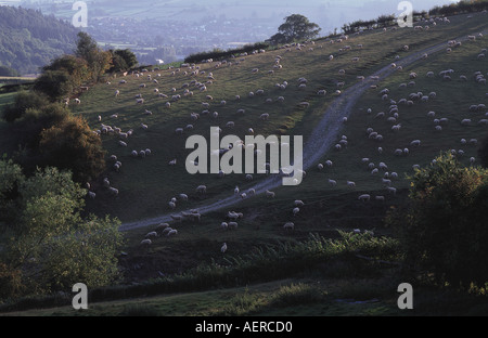 Piste serpentant sur colline avec des moutons paissant dans le Shropshire sur la frontière galloise. Banque D'Images
