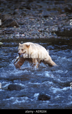 L'ours noir ours kermode Ursus americanus semer dans un ruisseau avec un saumon de la côte centrale de la Colombie-Britannique Canada Banque D'Images