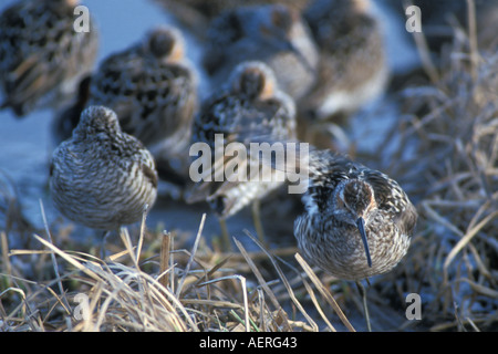 Bécasseau à échasses Calidris himantopus sur la plaine côtière de l'Arctique central Alaska North Slope Banque D'Images