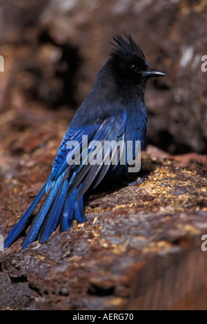 Stellers jay Cyanocitta stelleri sur un journal à Miller s Landing Southcentral Alaska Banque D'Images