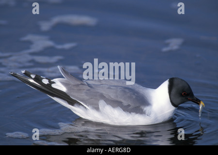 Sabines Xema sabini mouette prise de poissons de la côte centrale de l'Arctique de l'Alaska North Slope Banque D'Images