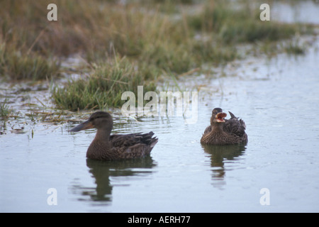 Le canard souchet Anas clypeata paire sur la plaine côtière de 1002 de l'Arctic National Wildlife Refuge en Alaska Banque D'Images